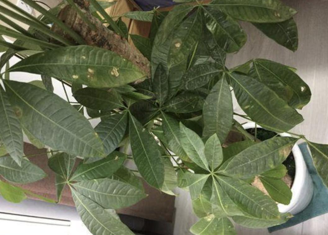 发财树叶子上长白斑点怎么办,发财树上面有很多白点怎么回事