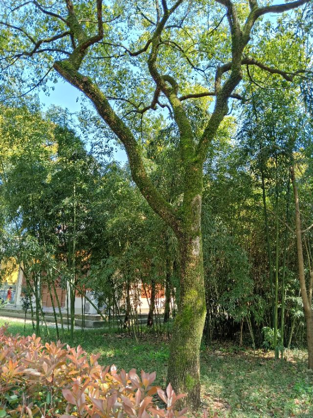 撞钟祈福阿育王塔,阿育王寺祈求什么