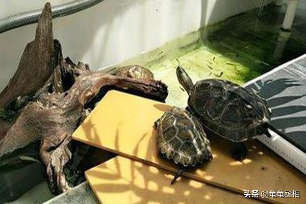 秋季养龟注意事项,新手养乌龟需要注意哪些事项