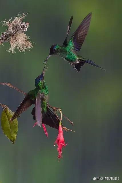 一只会听人话的小鸟,小鸟戴帽子变脸