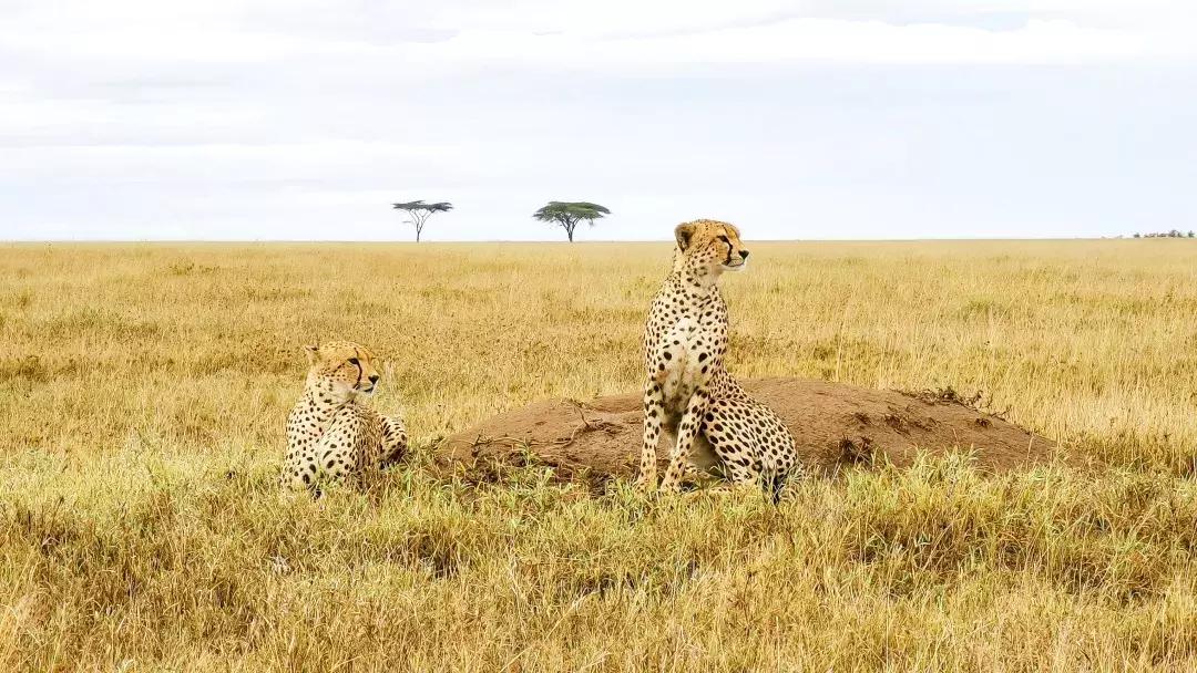 华为p30的镜头模组叫什么,华为p30镜头是蓝宝石的吗