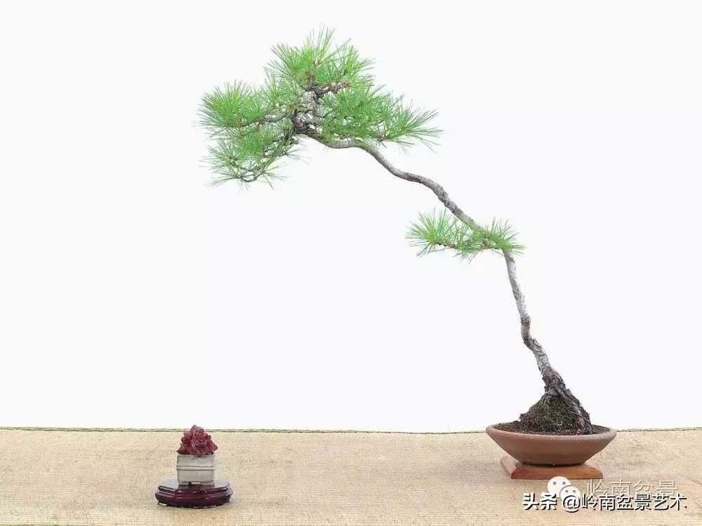 素仁格与文人树,你怎么看?