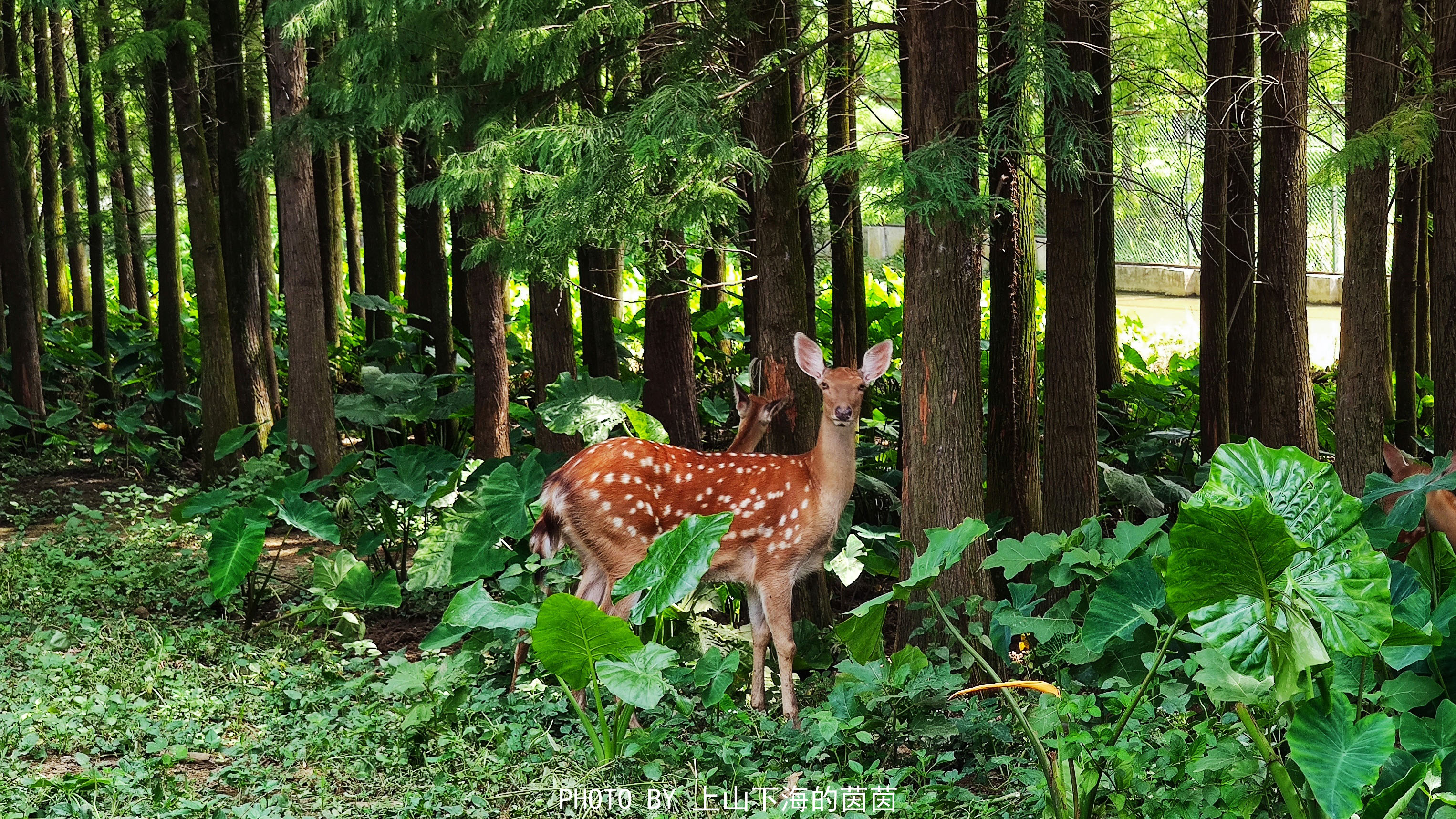 清远市佛冈森波拉度假区,佛冈森波拉度假森林免费攻略