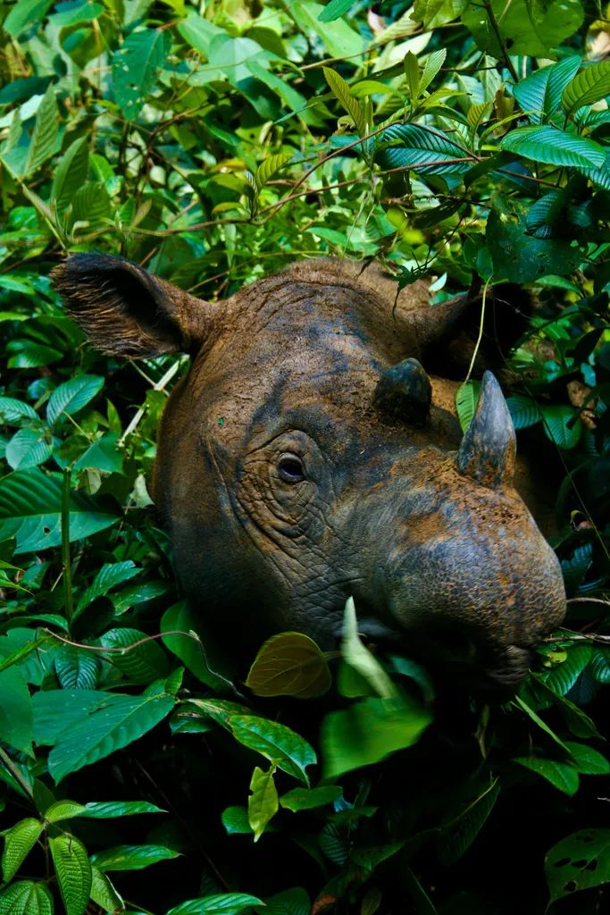 认识了这种犀牛200年，我们还不知道它吃什么