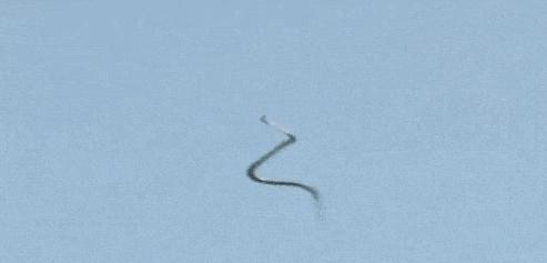 金花蛇飞行原理,没有翅膀也能飞中国科学家
