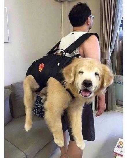 大型犬要抱抱是为啥,可爱的大型犬求抱抱