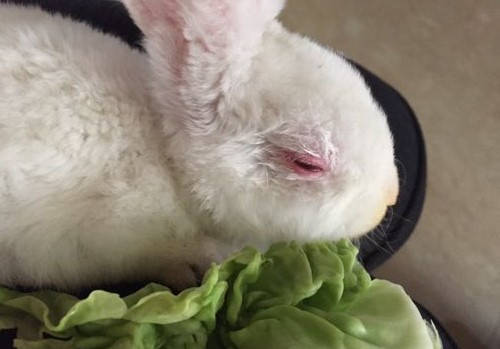 宠物兔有眼屎怎么办,兔子眼屎结块怎么处理