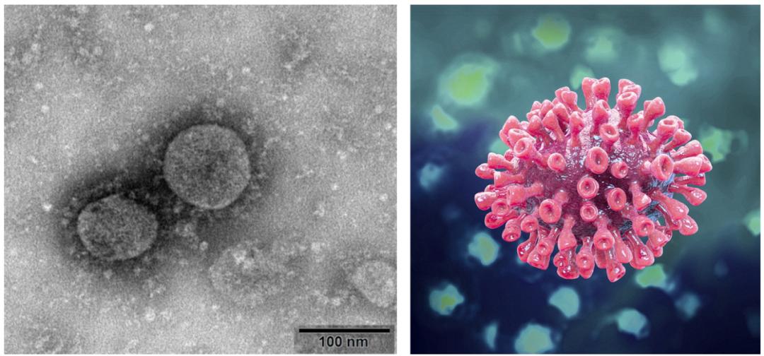中医科学院任丽丽,任丽丽
