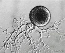 真菌的分类初识：真菌与细菌不同，是一种真核生物