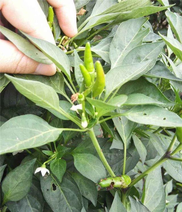 预防植物生虫可以用什么药,植物长虫可以用消毒水喷吗