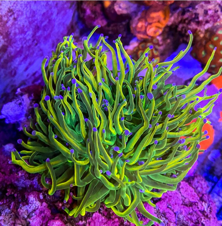 国外珊瑚售卖店和国内有何不同，5种最受欢迎的珊瑚告诉你