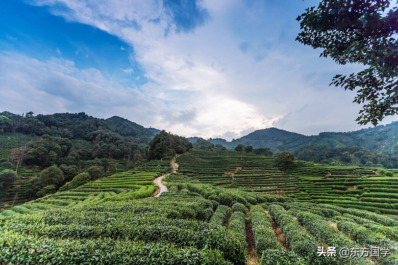 漫漫问茶路,能不忆江南?——久负盛名的“香郁若兰”