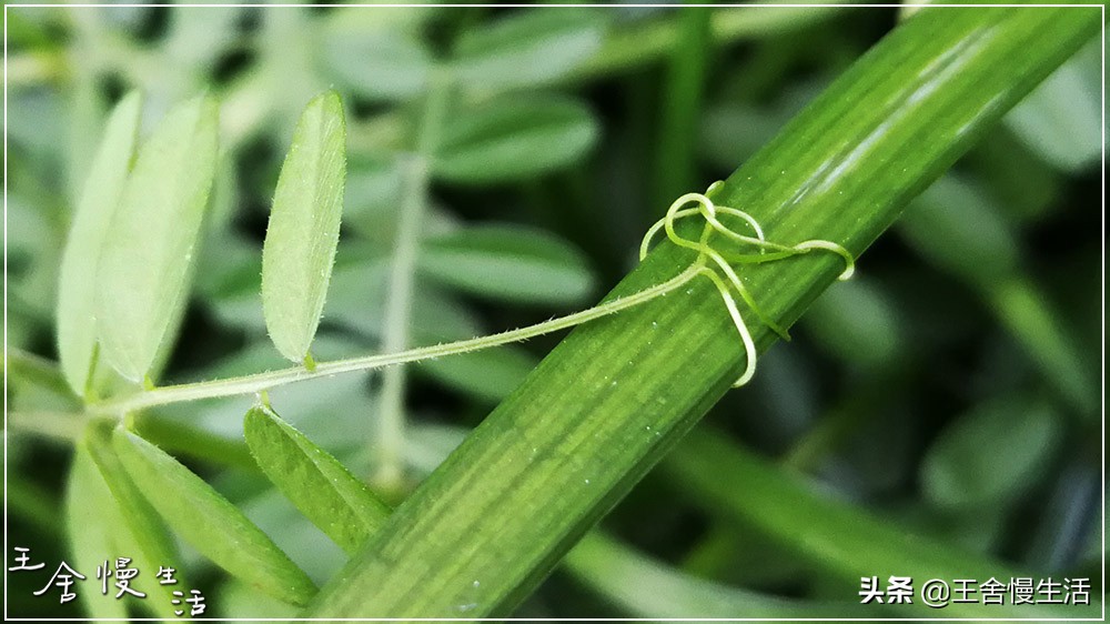 不要看不起农村,不要看不起耕田的人