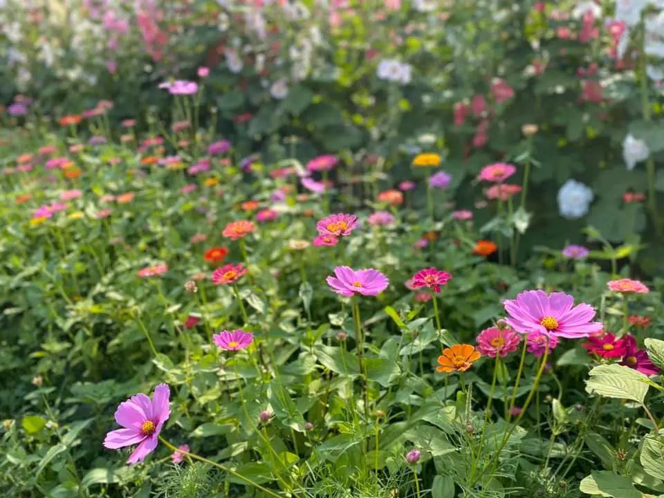 最近最火爆的面包店,老牌面包店探店