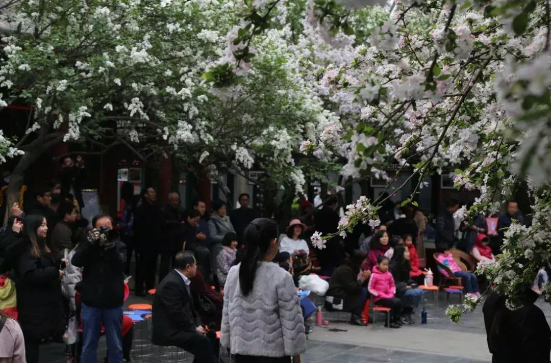 京郊最美的十大花海,京郊这些浪漫花海惊艳初秋的北京