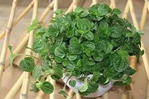 种什么蔬菜可吸甲醛,坪地吸甲醛的植物