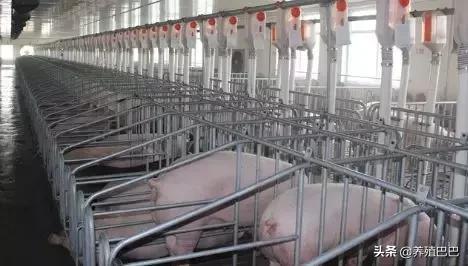 怀孕母畜禁用药及用药注意事项,养殖户可要牢记啊