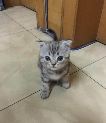 猫咪泰淘气益生菌需要断食么,猫咪肠胃益生菌哪种比较好