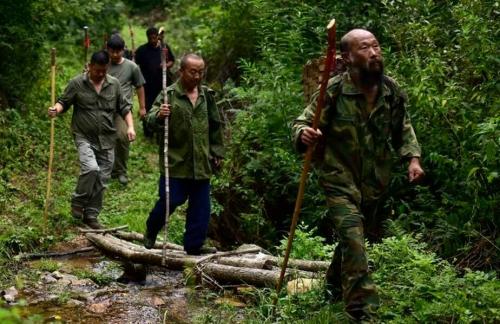 棒槌鸟叫了挖参人乐了专家却迷惘了因为挖参人懂得棒槌鸟语