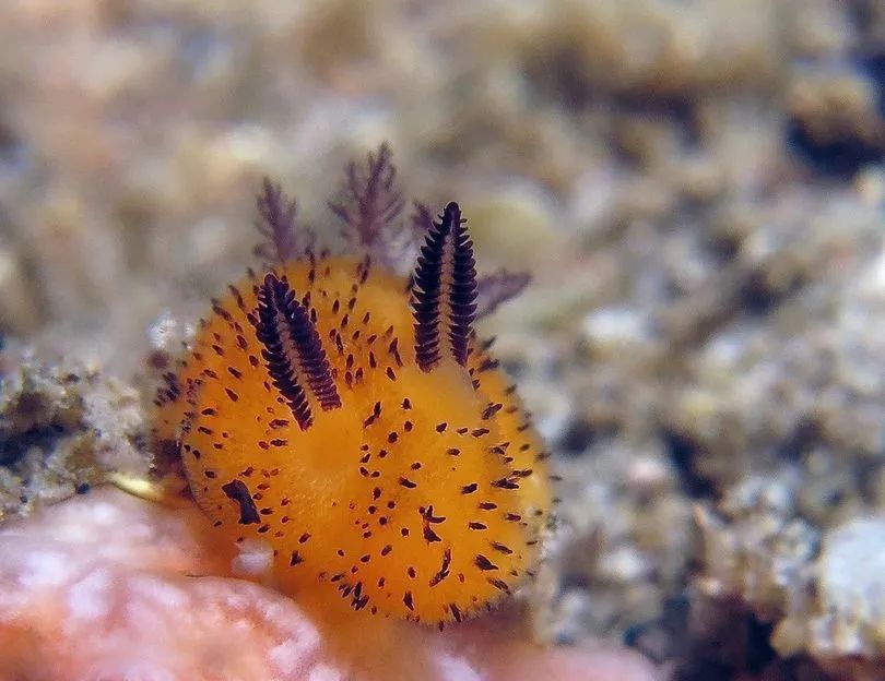 雌雄同体的生物,也有交配之战