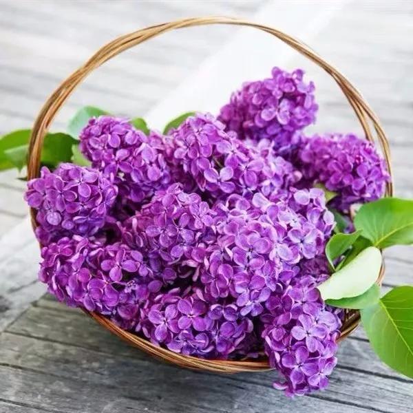 十二生肖对应的幸运花是什么花,十二生肖各该种什么花