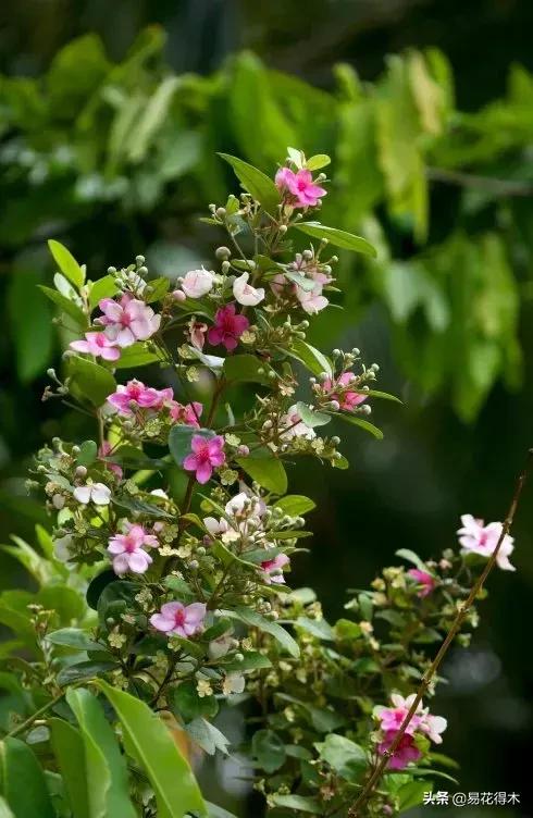 桃金娘的正确使用方法,桃金娘1月份怎么养