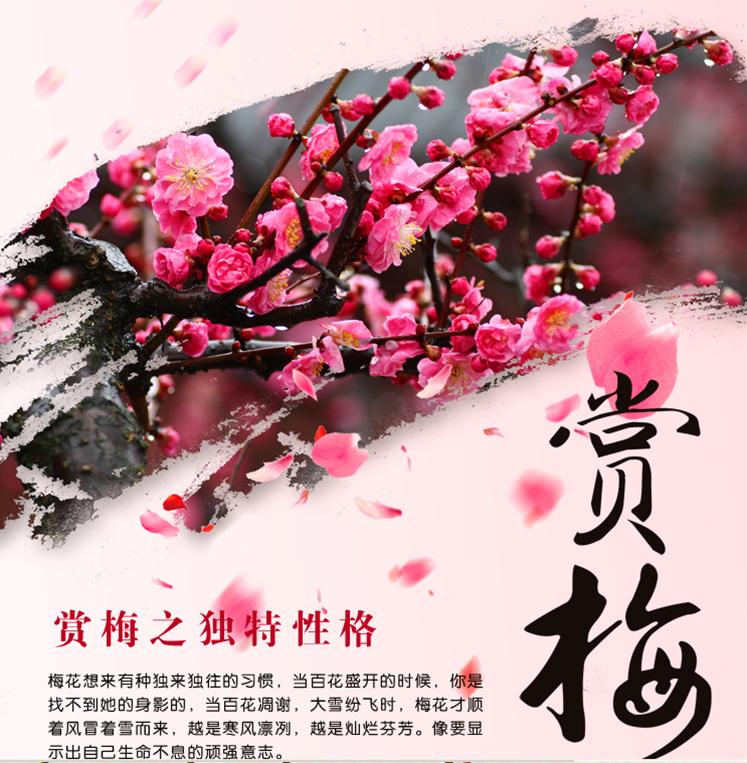 红梅顶级盆景100盆,红梅盆景越养越值钱吗