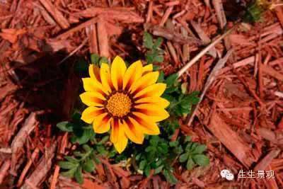 微景观材料的作用,微景观生态材料