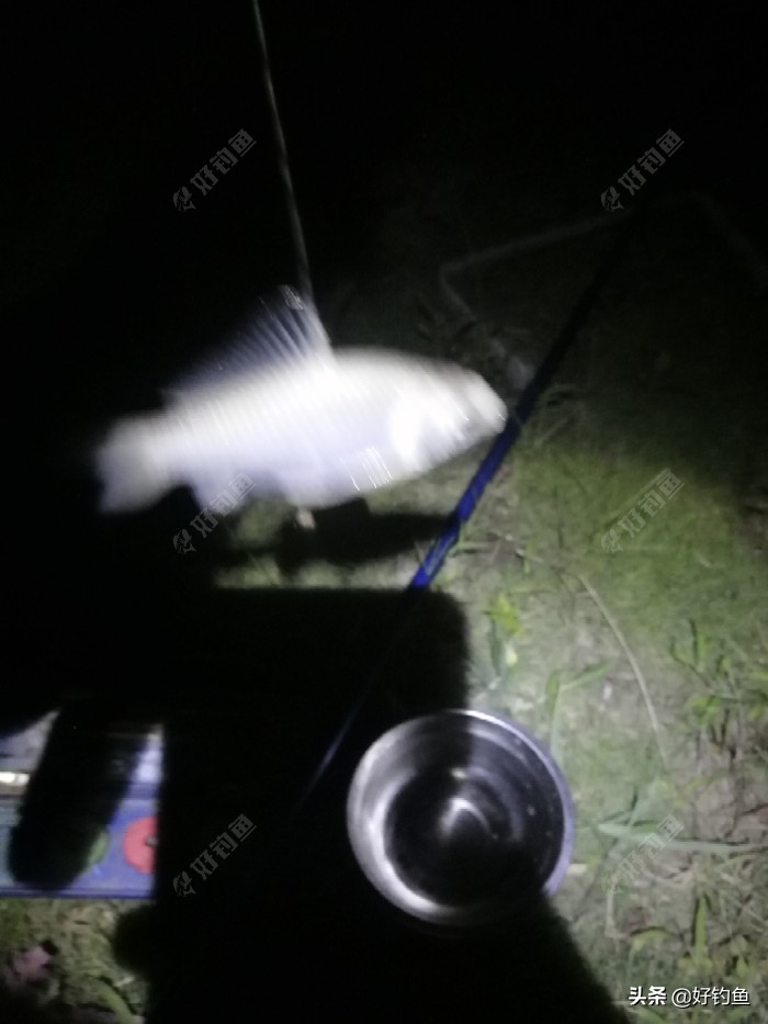 丁香红糖红枣酒,丁香酒钓鲫鱼真实效果