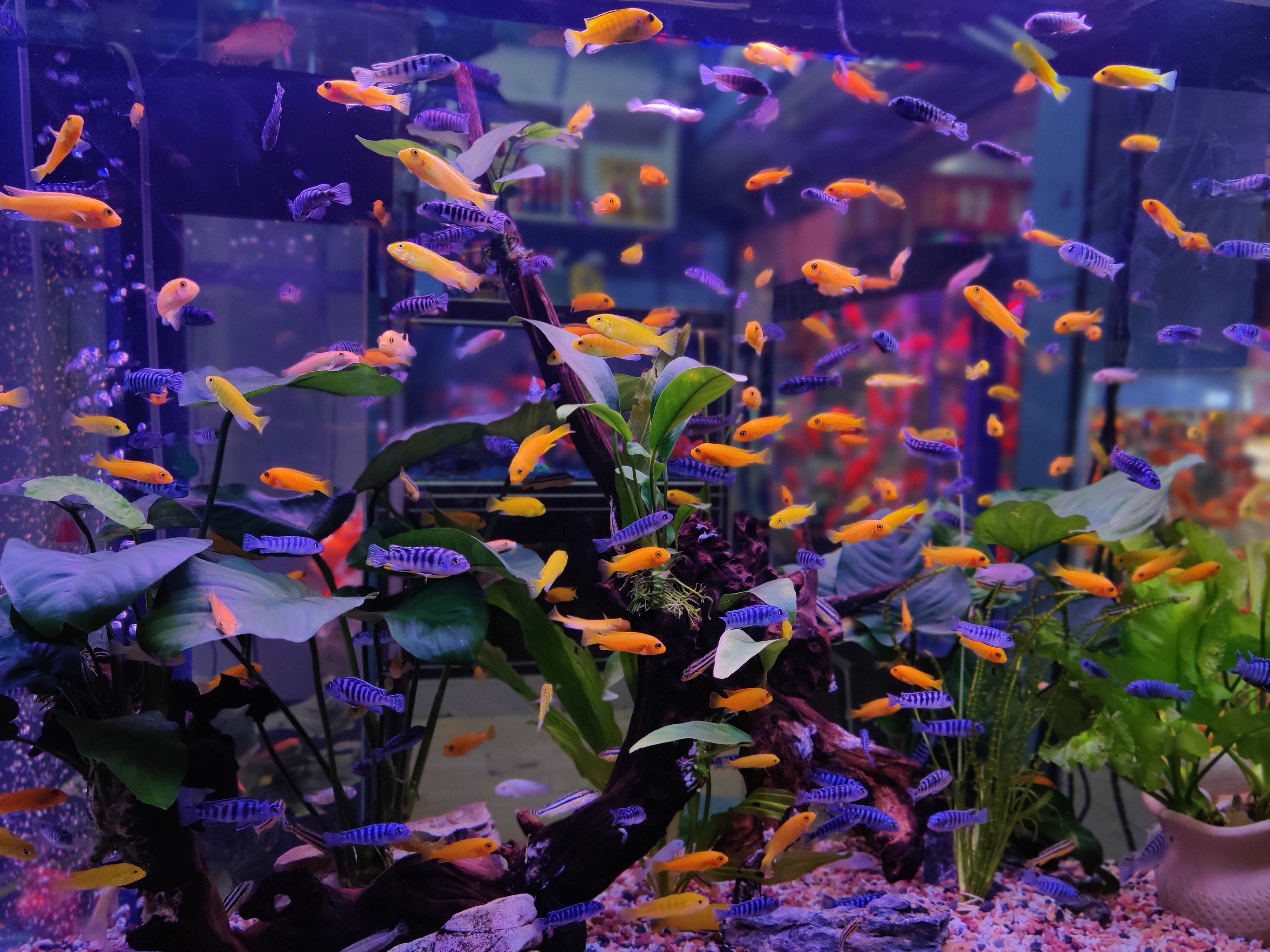 新手养鱼入门选鱼缸,新手养鱼入门如何选鱼缸