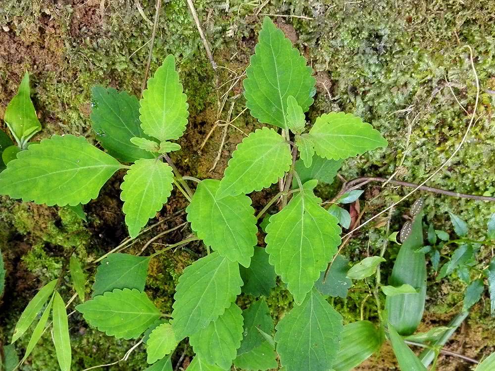 野生黄鳝菜,野生黄鳝的营养价值及功效