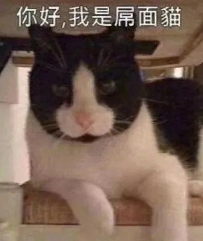 全球罕见足球猫冲上热搜,网友:指定染色!结果......哈哈哈哈