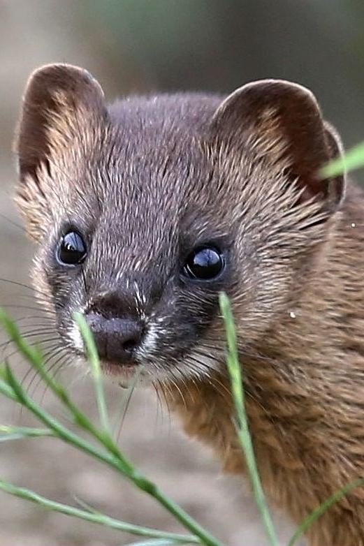 黄鼠狼报恩全集,黄鼠狼报恩