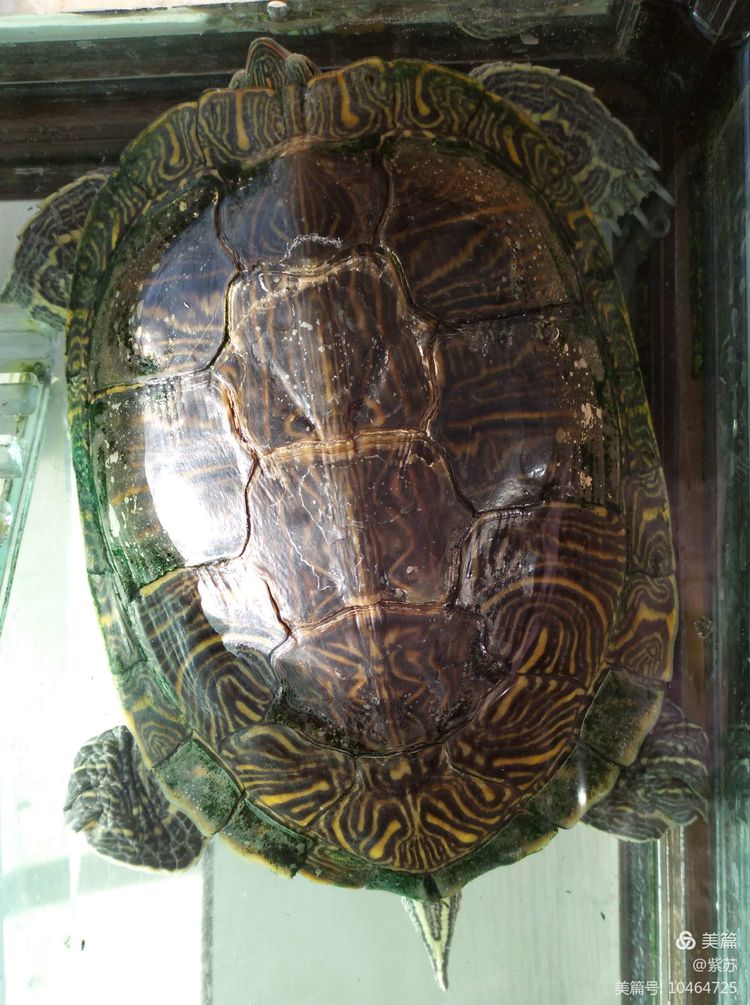 什么乌龟蜕壳,乌龟的退壳