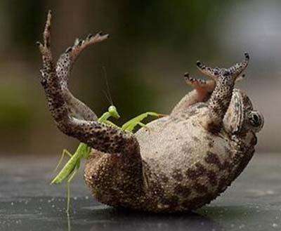 三条腿的蛤蟆全部视频,三条腿的蛤蟆是哪一集