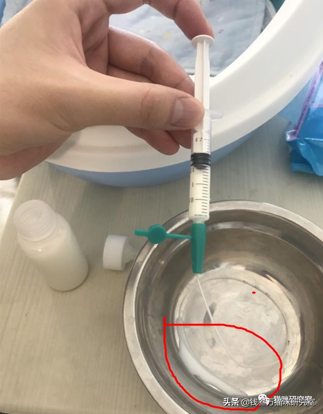 刚生的小猫母猫不在如何照顾,早产没长毛的小猫怎么救活