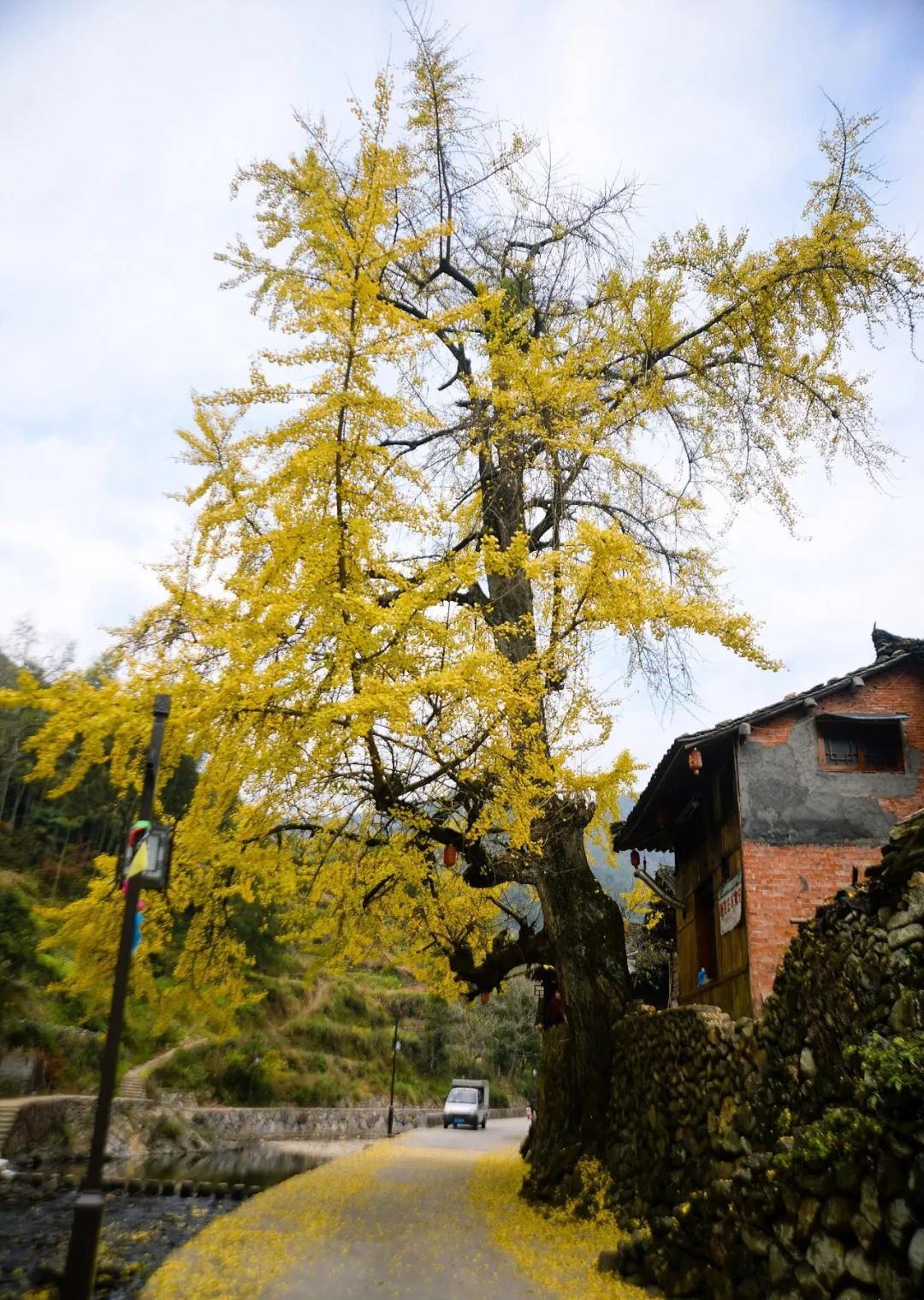 温州银杏哪里最美,温州秋冬的银杏树确实美