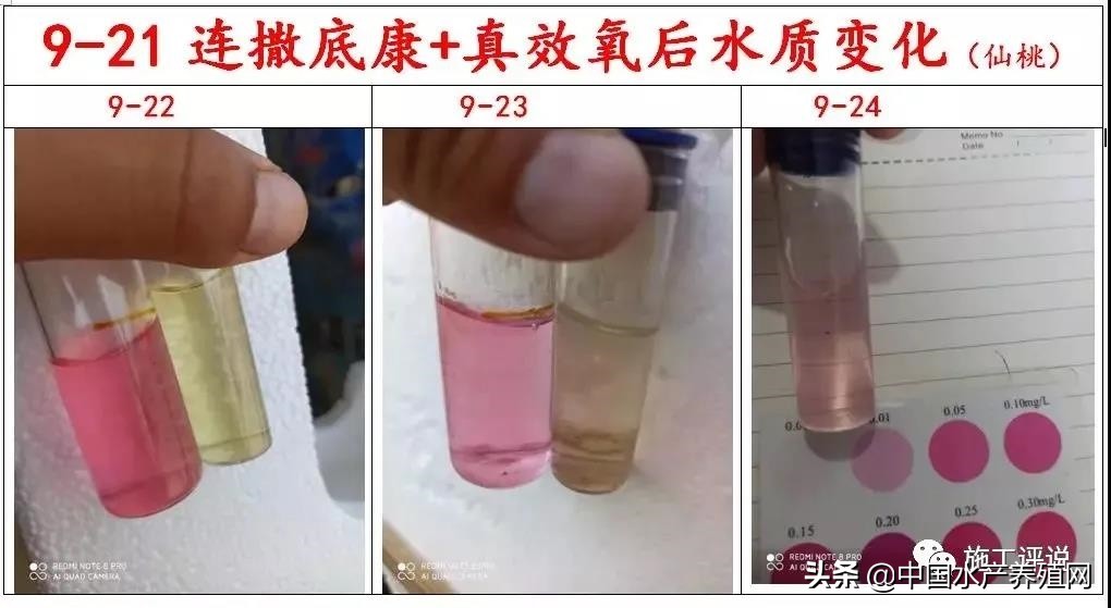 对虾养殖弧菌检测都是黄色小弧菌,对虾弧菌处理的原理是啥