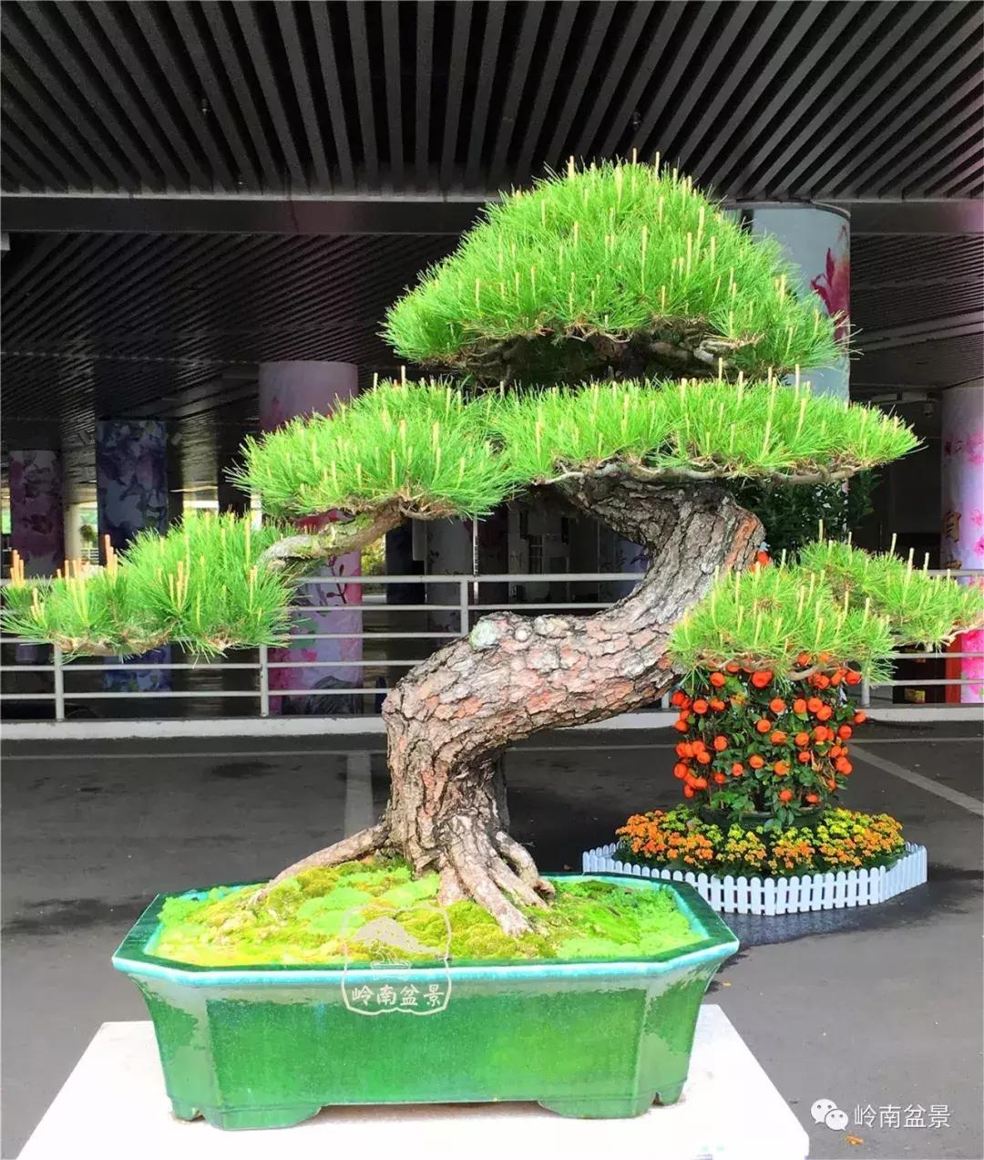 造型极美的盆景一起来欣赏,一组风吹出来的盆景欣赏动感十足