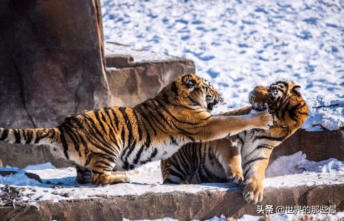 为什么老虎能打架败狮子,老虎打架一掌的威力