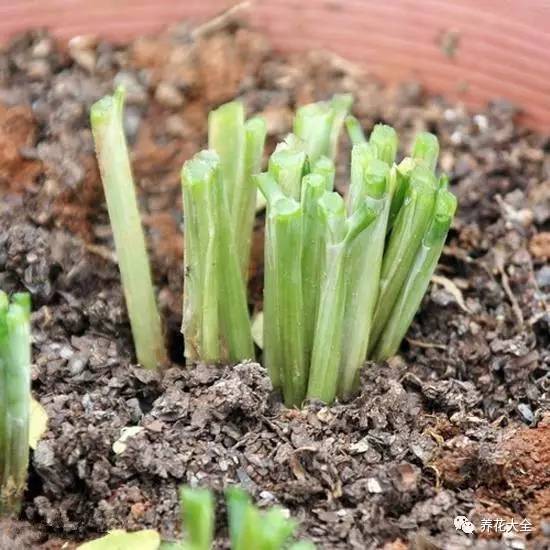 割完韭菜,韭菜为什么割完一茬还有一茬