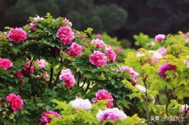 北京景山公园值得一去吗,游北京景山门票多少钱