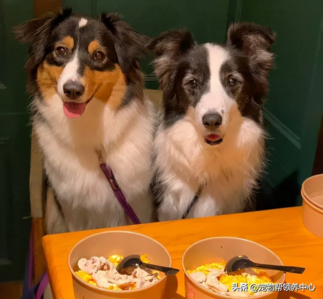 在外超幸福澳牧到家竟成了“废狗”，网友：“喝多了吧？”