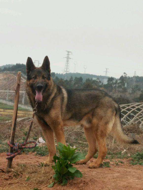 狼犬的故事,狼犬一般有多高