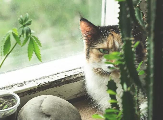猫咪家庭不能养的植物,猫咪绝对不能碰的5种植物