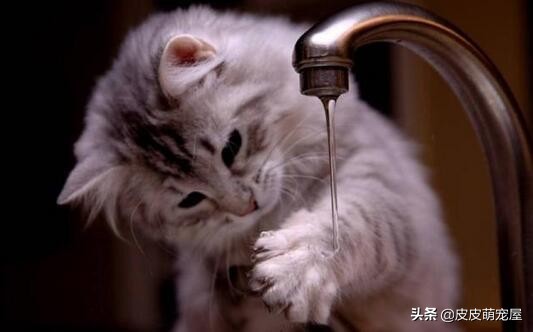 这5种行为,正在缩短宠物猫的寿命,你知道吗?