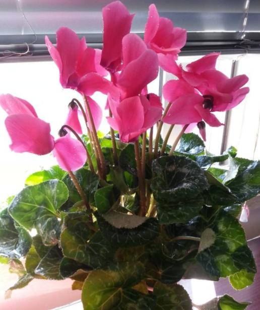 养花四种肥,这4种花只要水就可以养活