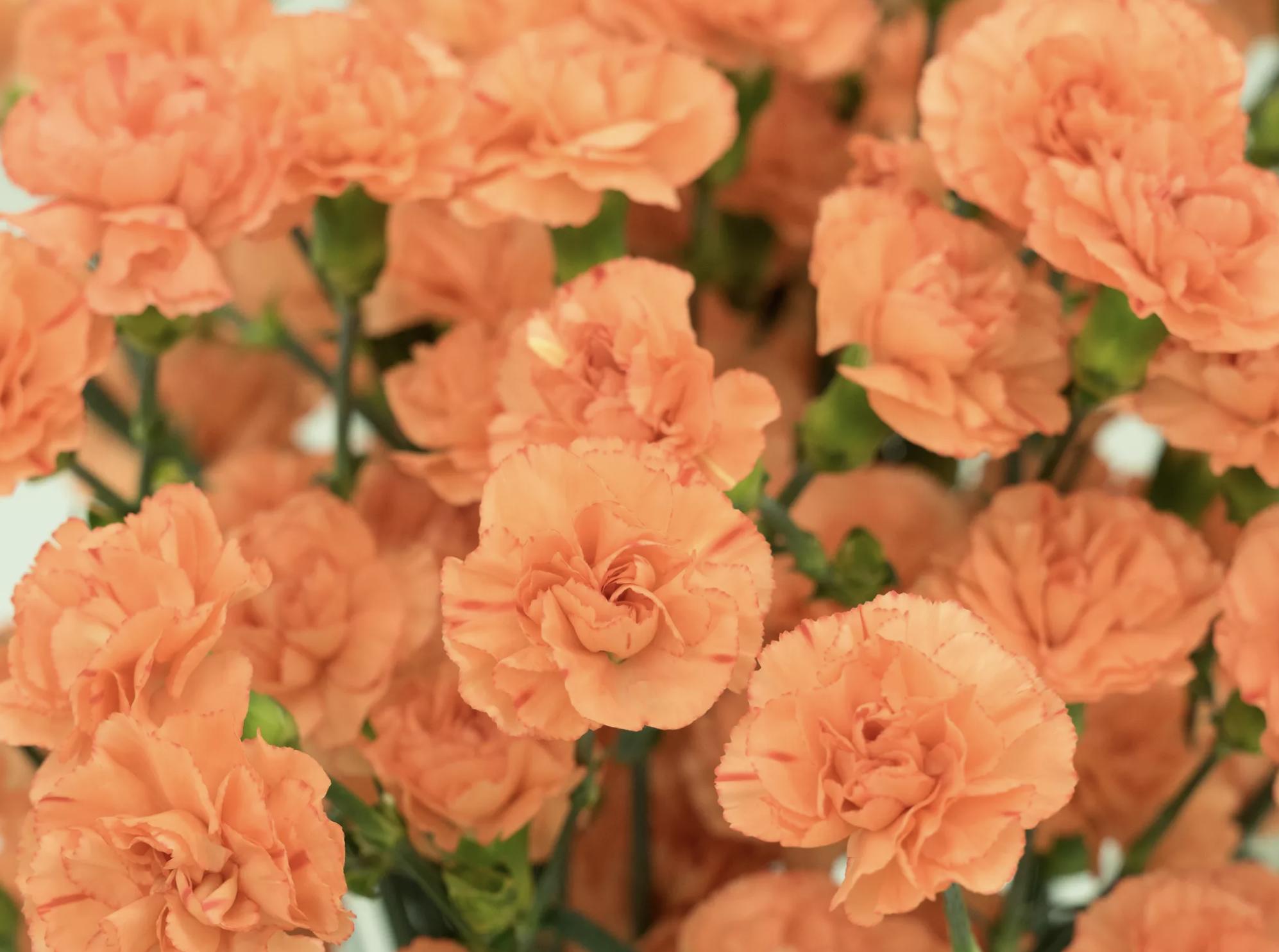 充满活力阳光的花,20种需要阳光的花