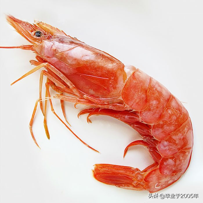 大连什么品种的虾好吃,大连哪里的虾最正宗