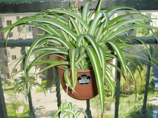 金边吊兰长枝怎么修剪,家里养的金边吊兰金边没了怎么办